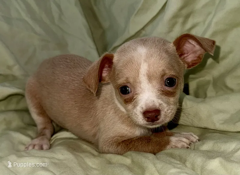 Biggy  – Chihuahua puppy for sale in Los Fresnos, TX