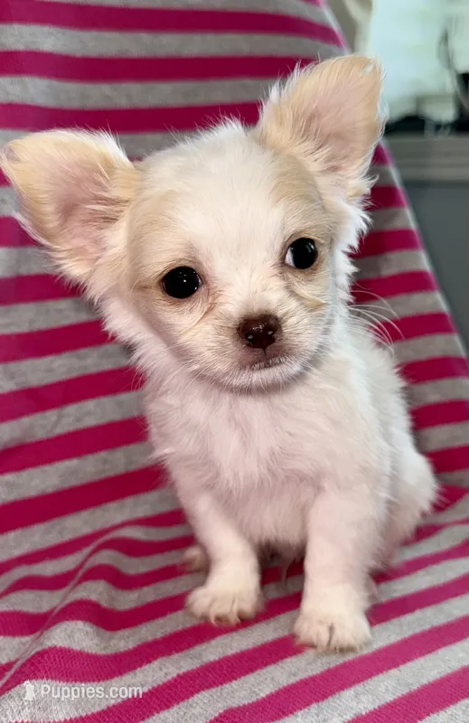 Ice long hair  – Chihuahua puppy for sale in Los Fresnos, TX
