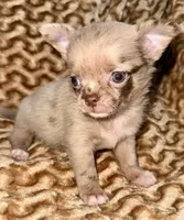 Merle long hair, a male Chihuahua for sale in Los Fresnos, TX – 3 of 8