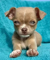 Feisty , a female Chihuahua for sale in Los Fresnos, TX – 5 of 6