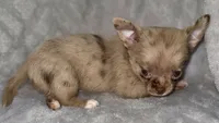 Merle , a male Chihuahua for sale in Los Fresnos, TX – 4 of 8
