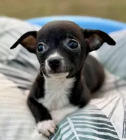 Oreo , a female Chihuahua for sale in Los Fresnos, TX – Photo 5 of 5