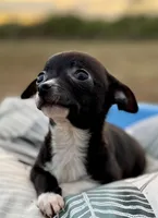 Oreo , a female Chihuahua for sale in Los Fresnos, TX – Photo 4 of 5