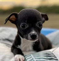 Oreo , a female Chihuahua for sale in Los Fresnos, TX – Photo 2 of 5