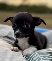 Oreo , a female Chihuahua for sale in Los Fresnos, TX – Photo 3 of 5