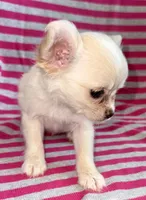 Pearl long hair , a female Chihuahua for sale in Los Fresnos, TX – 5 of 7