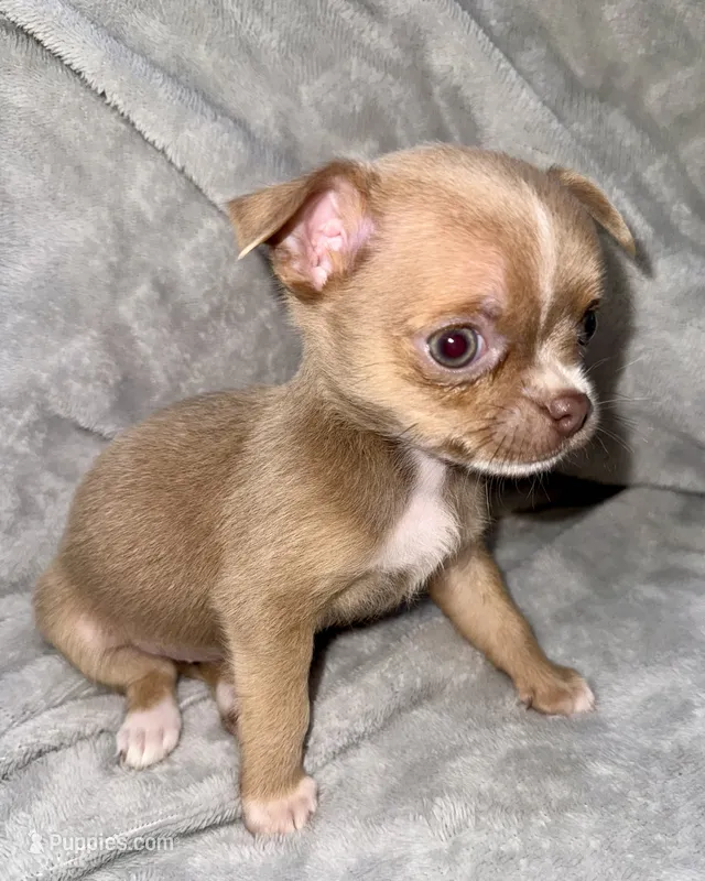 Lilac  – Chihuahua puppy for sale in Los Fresnos, TX