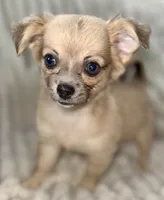 May long hair , a female Chihuahua for sale in Los Fresnos, TX – 3 of 4