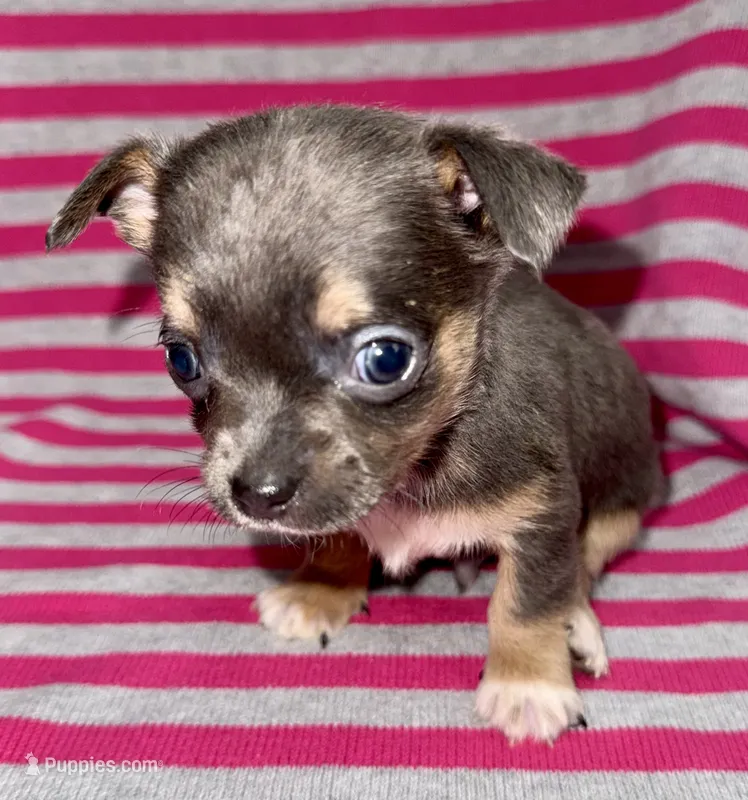 Blue tri – Chihuahua puppy for sale in Los Fresnos, TX