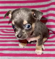 Blue tri, a male Chihuahua for sale in Los Fresnos, TX – 1 of 2