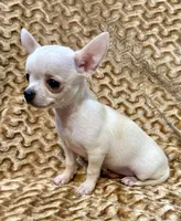 Lina Apple head , a female Chihuahua for sale in Los Fresnos, TX – 2 of 5