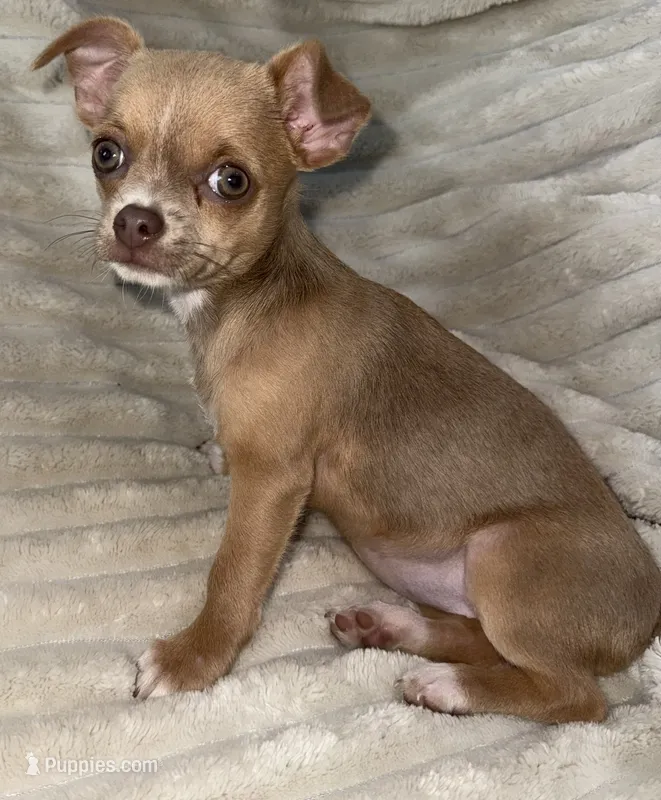 Ruby  – Chihuahua puppy for sale in Los Fresnos, TX