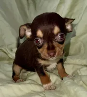Chocolate , a male Chihuahua for sale in Los Fresnos, TX – 2 of 4