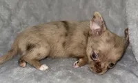 Merle , a male Chihuahua for sale in Los Fresnos, TX – 7 of 8