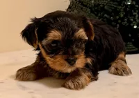 Girl 1, a female Yorkshire Terrier for sale in Los Fresnos, TX – 1 of 2