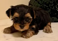 Girl 1, a female Yorkshire Terrier for sale in Los Fresnos, TX – 2 of 2