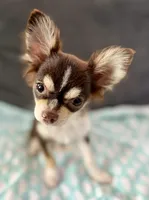 Coco long hair , a male Chihuahua for sale in Los Fresnos, TX – 3 of 7