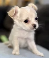 Pearl, a female Chihuahua for sale in Los Fresnos, TX – 3 of 4
