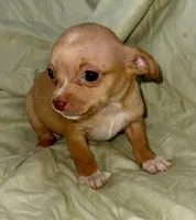 April, a female Chihuahua for sale in Los Fresnos, TX – 4 of 4