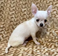 Lina Apple head , a female Chihuahua for sale in Los Fresnos, TX – 4 of 5