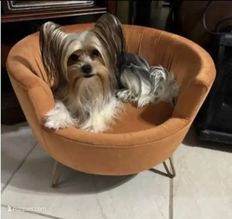 Simba – Yorkshire Terrier puppy for sale in Los Fresnos, TX