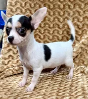Spicy , a female Chihuahua for sale in Los Fresnos, TX – 3 of 7