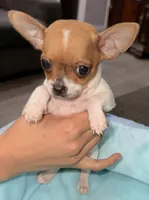 Bo, a male Chihuahua for sale in Los Fresnos, TX – Photo 6 of 8