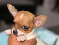 Bo, a male Chihuahua for sale in Los Fresnos, TX – Photo 1 of 8