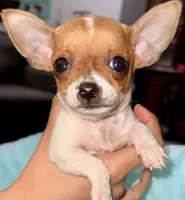 Bo, a male Chihuahua for sale in Los Fresnos, TX – Photo 5 of 8