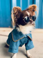 Bo, a male Chihuahua for sale in Los Fresnos, TX – Photo 8 of 8