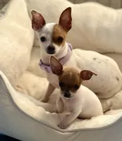 Bo, a male Chihuahua for sale in Los Fresnos, TX – Photo 7 of 8