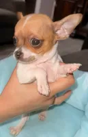 Bo, a male Chihuahua for sale in Los Fresnos, TX – Photo 3 of 8