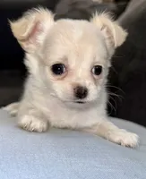 Pearl, a female Chihuahua for sale in Los Fresnos, TX – 2 of 4