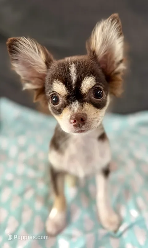 Coco long hair  – Chihuahua puppy for sale in Los Fresnos, TX