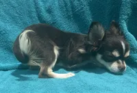 Coco long hair , a male Chihuahua for sale in Los Fresnos, TX – 4 of 10