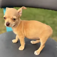 Beige , a female Chihuahua for sale in Los Fresnos, TX – Photo 1 of 6