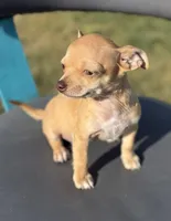 Beige , a female Chihuahua for sale in Los Fresnos, TX – Photo 4 of 5