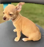 Beige , a female Chihuahua for sale in Los Fresnos, TX – Photo 2 of 6