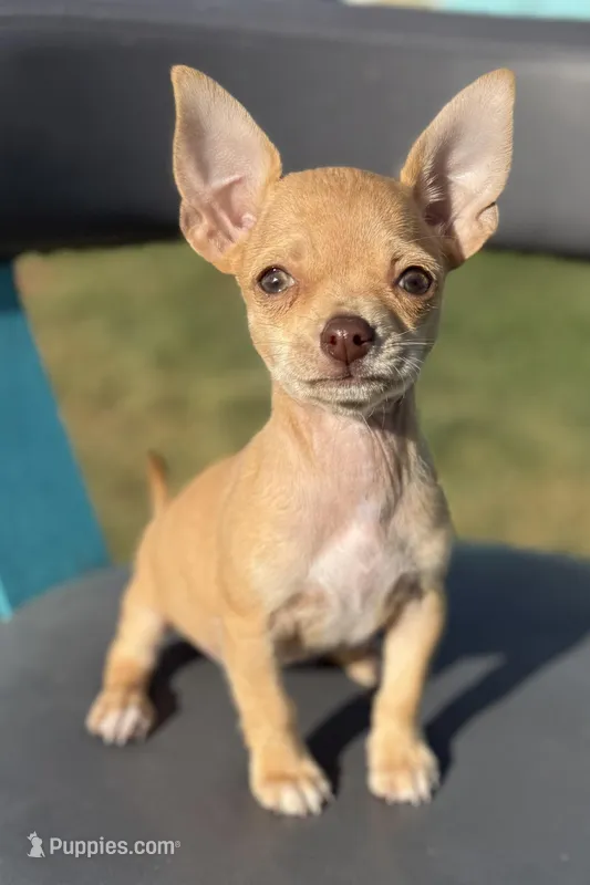 Beige  – Chihuahua puppy for sale in Los Fresnos, TX