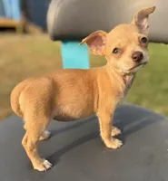 Beige , a female Chihuahua for sale in Los Fresnos, TX – Photo 3 of 6