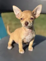 Beige , a female Chihuahua for sale in Los Fresnos, TX – Photo 2 of 5