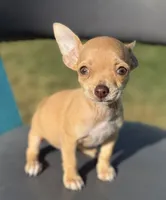 Beige , a female Chihuahua for sale in Los Fresnos, TX – Photo 5 of 5