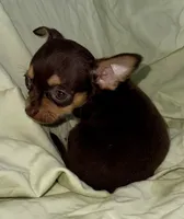 Chocolate , a male Chihuahua for sale in Los Fresnos, TX – 3 of 4