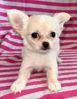 Pearl long hair , a female Chihuahua for sale in Los Fresnos, TX – 3 of 7