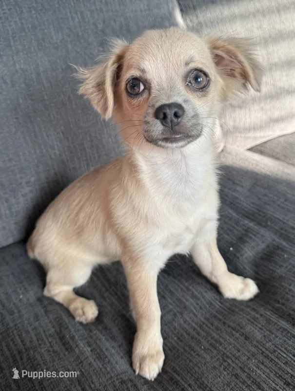 May long hair  – Chihuahua puppy for sale in Los Fresnos, TX
