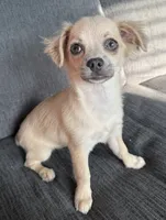 May long hair , a female Chihuahua for sale in Los Fresnos, TX – 1 of 3
