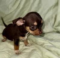 Chocolate , a male Chihuahua for sale in Los Fresnos, TX – 4 of 4