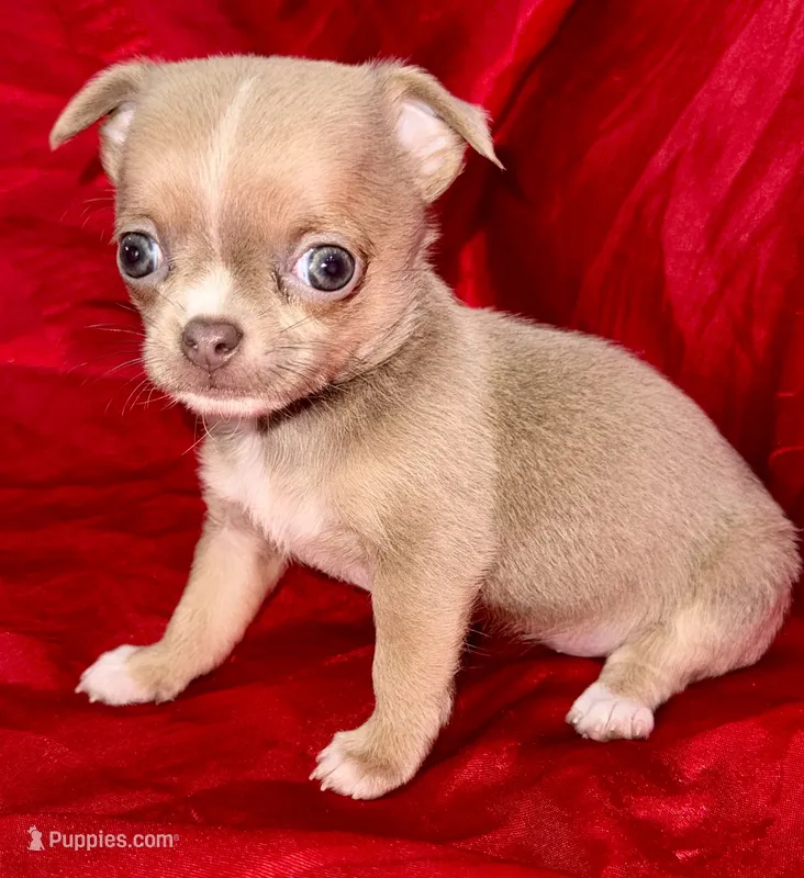 Lilac  – Chihuahua puppy for sale in Los Fresnos, TX