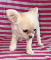 Pearl long hair , a female Chihuahua for sale in Los Fresnos, TX – 4 of 7