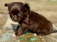 Moon, a female Chihuahua for sale in Los Fresnos, TX – Photo 8 of 8